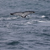 07. Hervey Bay Whale Watching